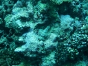 gilit (10)